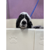 Cățel alb cu negru la primul grooming, cu spumă de șampon pe cap, în timpul băii la salonul The Pet House din Brașov