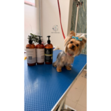 Câine Yorkshire Terrier tuns în stil asiatic, alături de produse de îngrijire Always Your Friends, la salonul The Pet House din Brașov