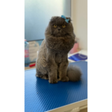 Pisică Scottish Fold gri cu fundiță, îngrijită la salonul de grooming The Pet House din Brașov