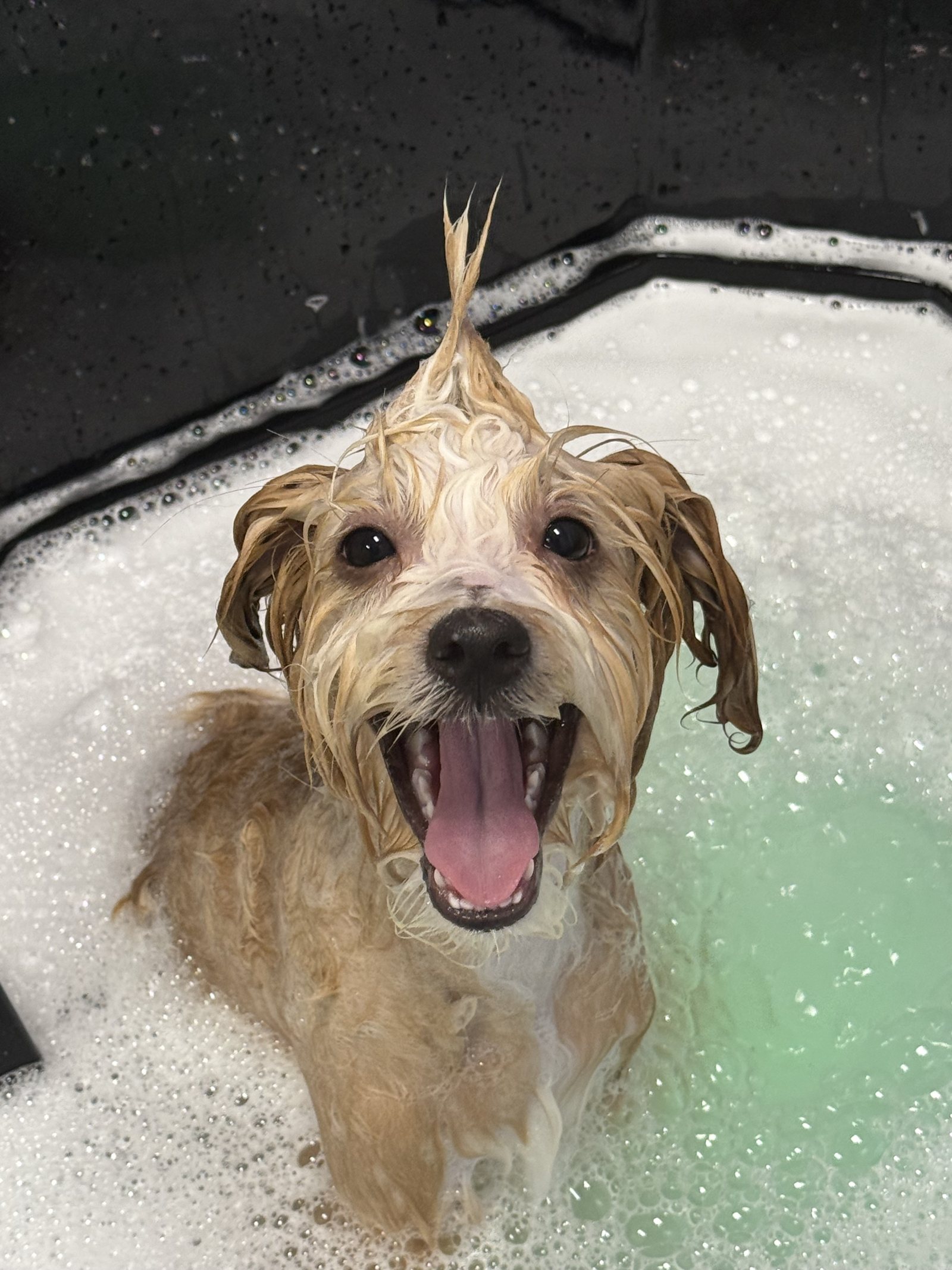 Câine relaxat în cada Spa cu hidromasaj la The Pet House Brașov
